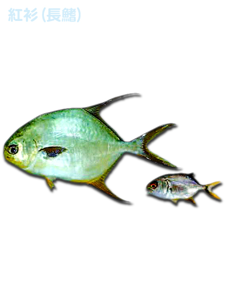 紅衫(長鰭)