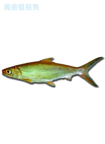 黃金虱目魚