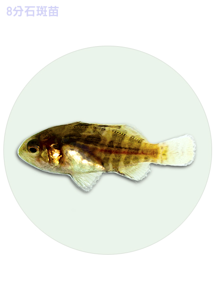 8分石斑苗