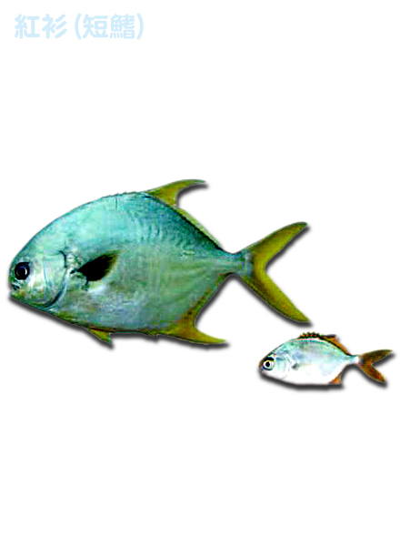 紅衫(短鰭)