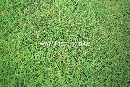 草種子-綠珍韓國草