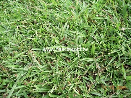 草種子-假儉草