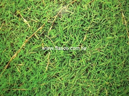 草種子-百慕達草Bermudagrass