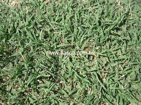 草種子-類地毯草