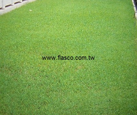 草種子：百慕達草-夏陽