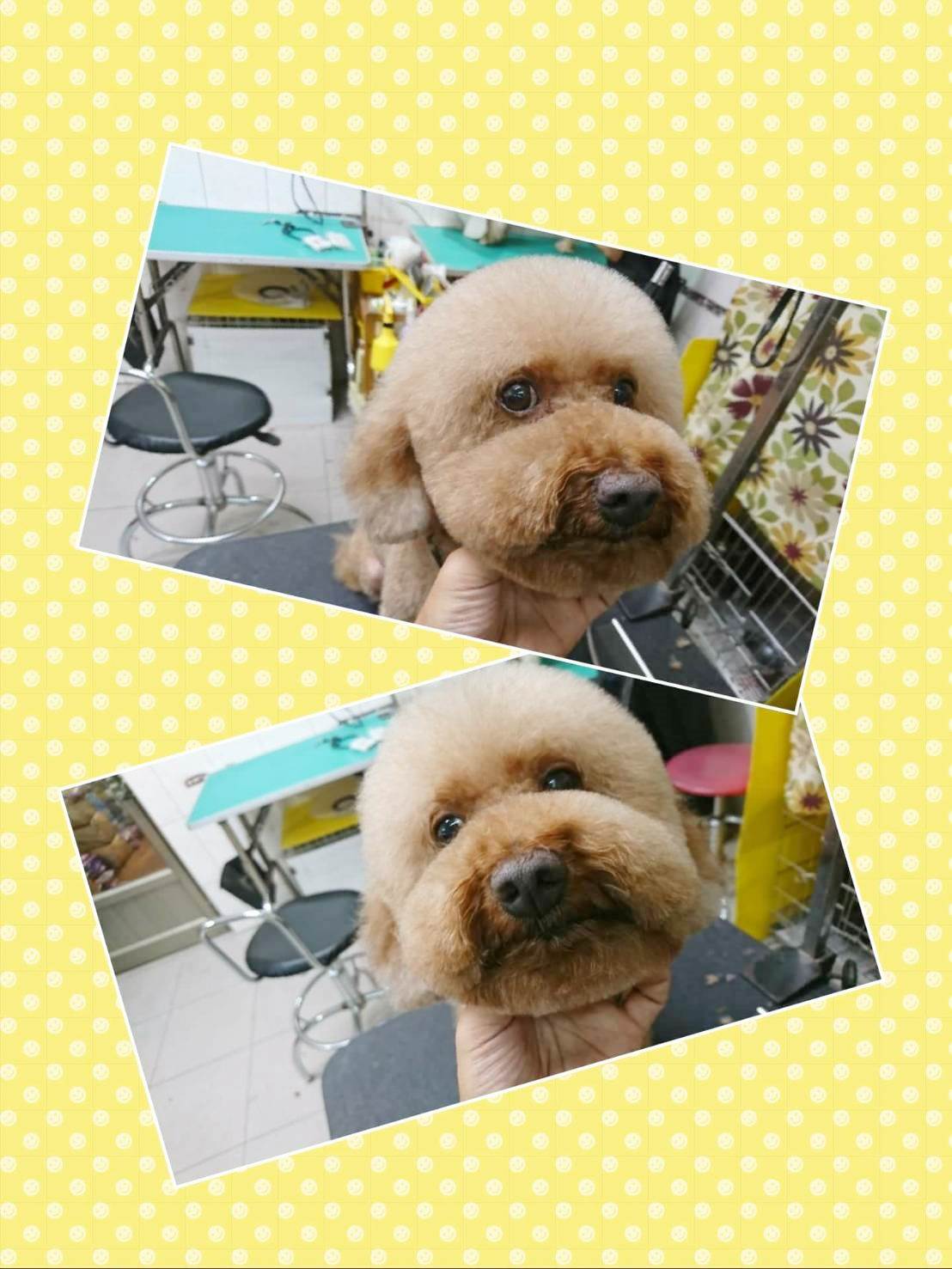 狗狗美容作品2