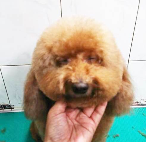 狗狗美容作品21~可愛的Mei