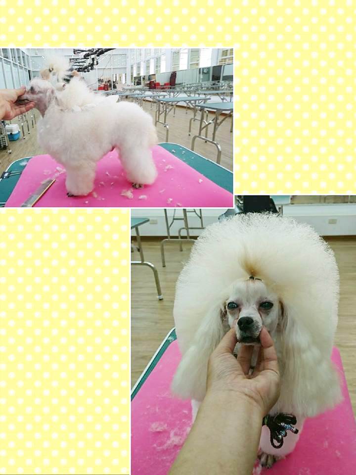 狗狗美容作品7
