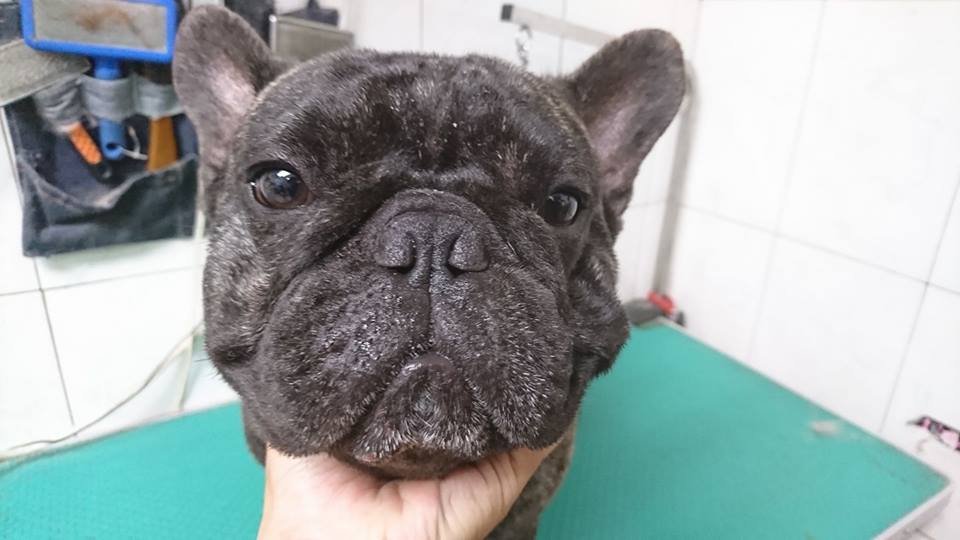 狗狗美容作品13