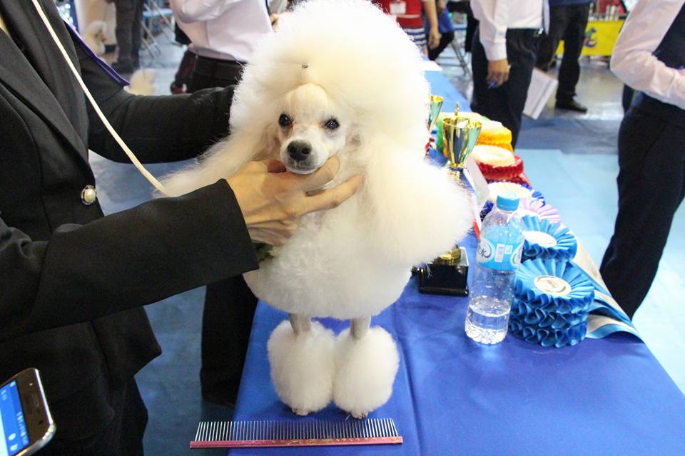 寵物創意造型競賽5