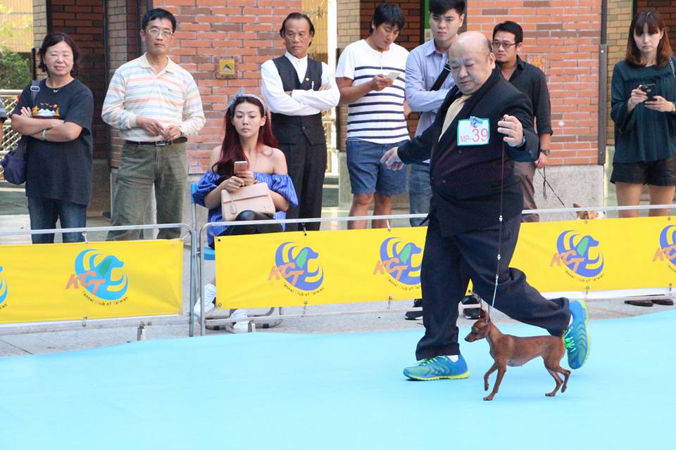 寵物創意造型競賽3