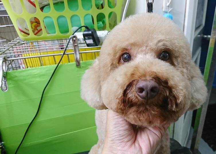 狗狗美容作品11