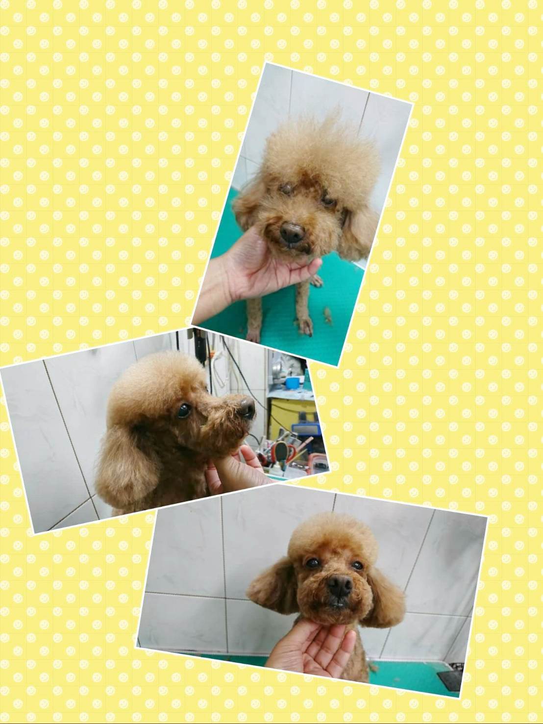 狗狗美容作品3~8字頭又來囉！