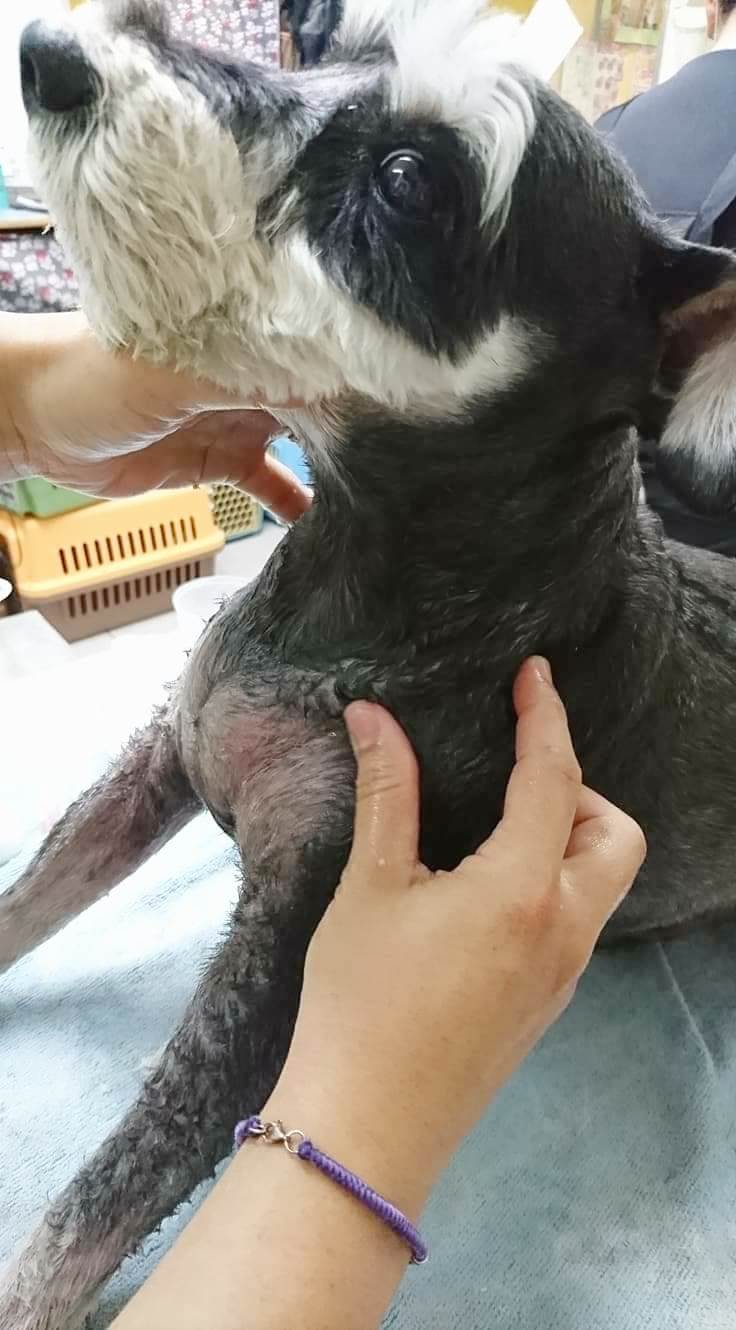 雪那瑞灰灰全身按摩中