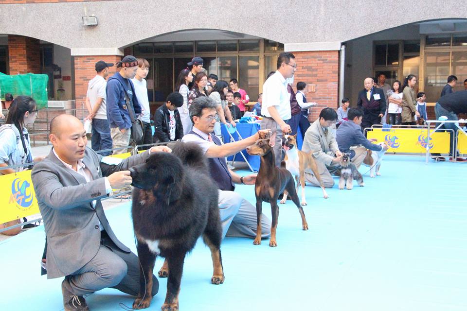 寵物創意造型競賽4