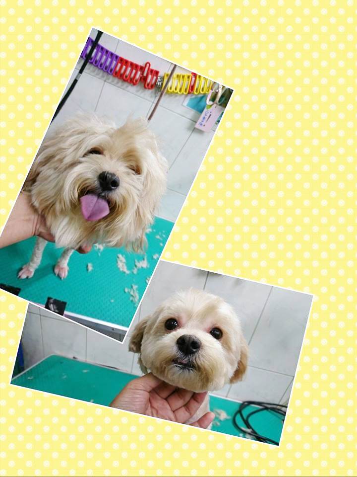 狗狗美容作品24~亂亂的毛流難度最高了！--可愛的拿鐵！