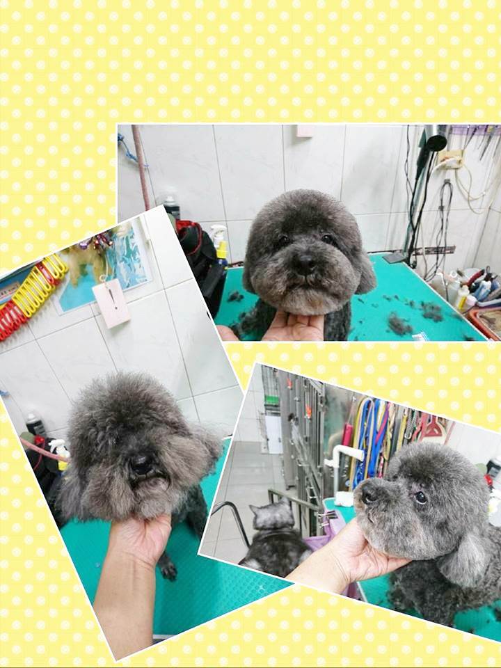狗狗美容作品9