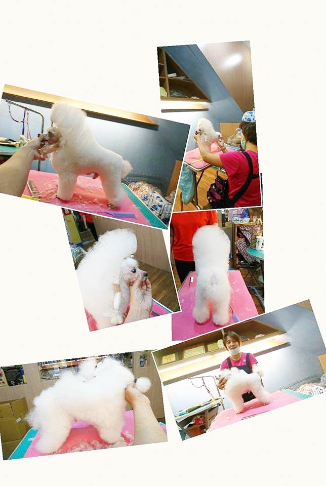 狗狗美容作品17