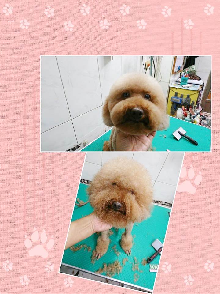 狗狗美容作品16