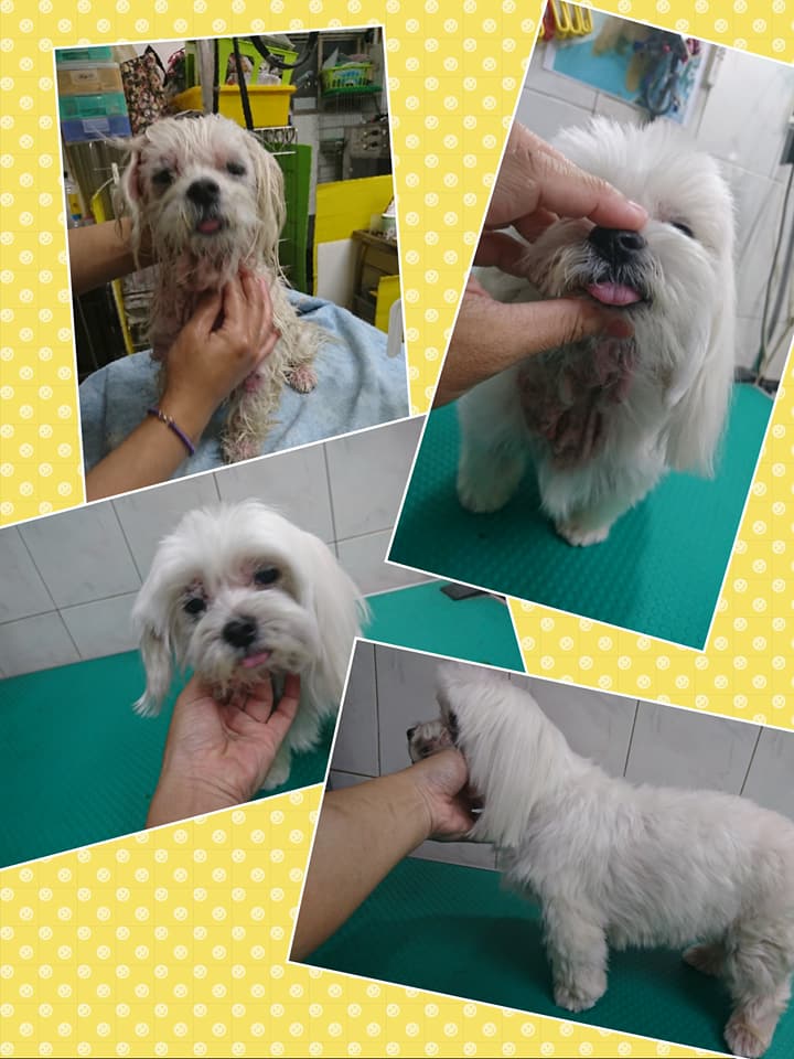 狗狗按摩到舒服極了!