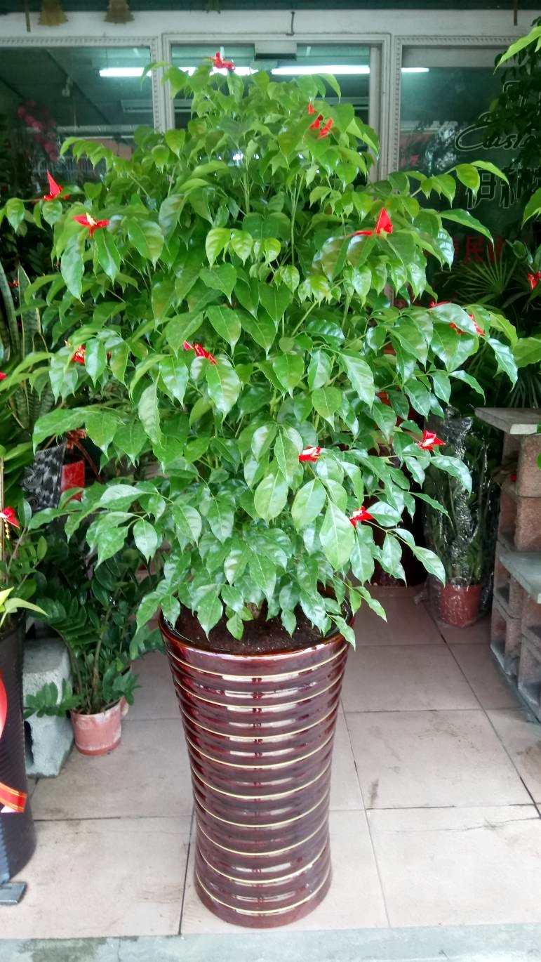 德美花藝店-花卉盆栽