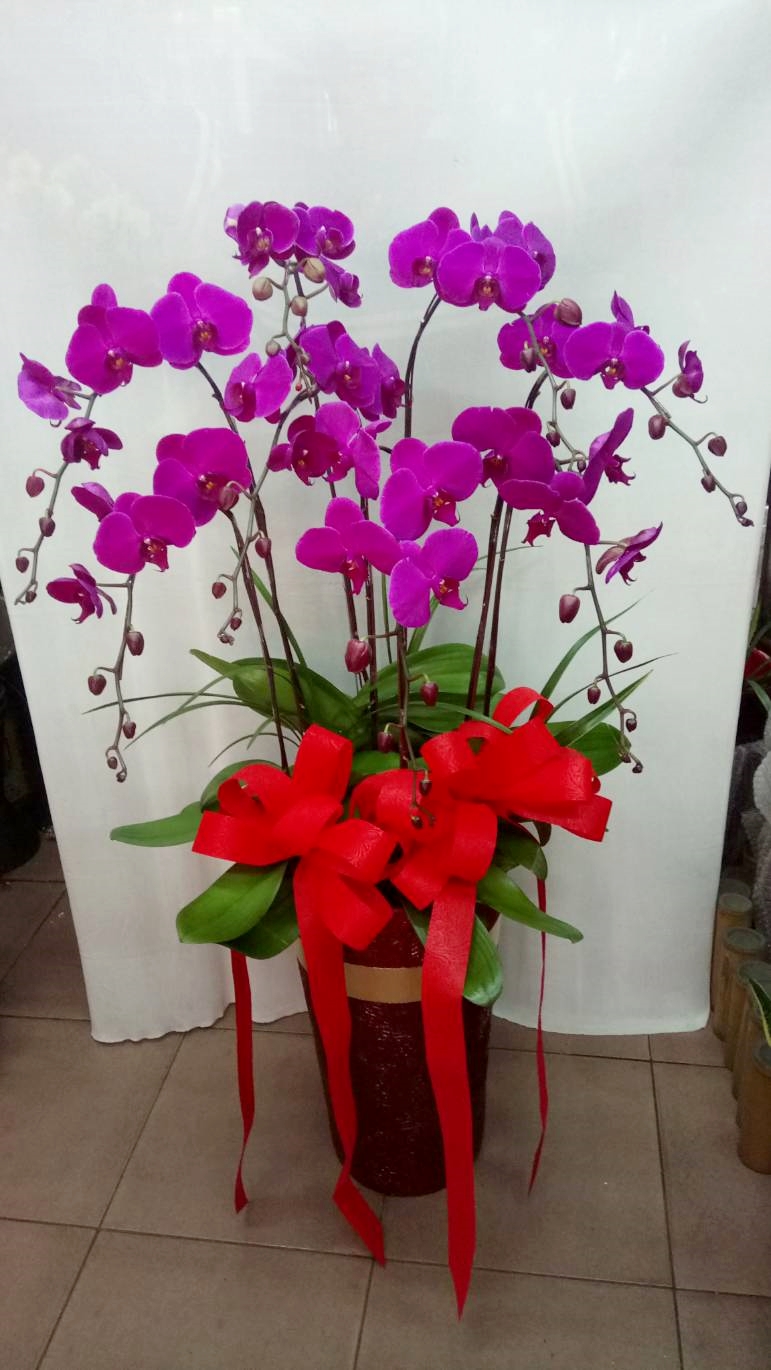 蘭花開店祝賀盆栽