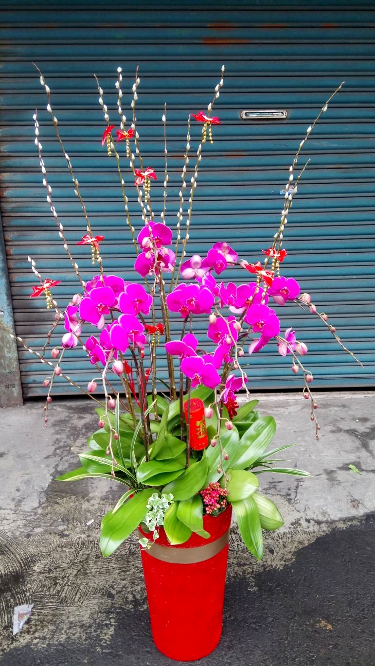 蘭花開店祝賀盆栽