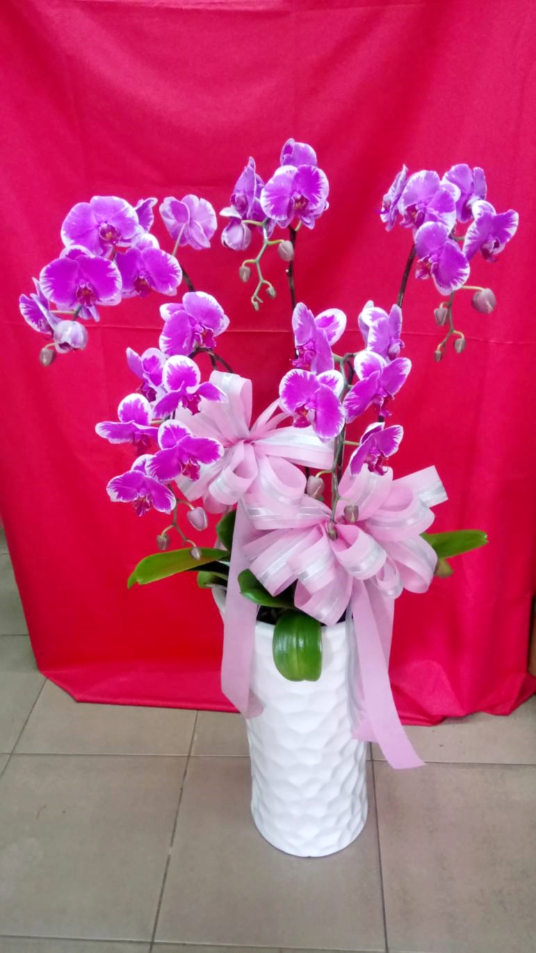 蘭花送禮盆栽