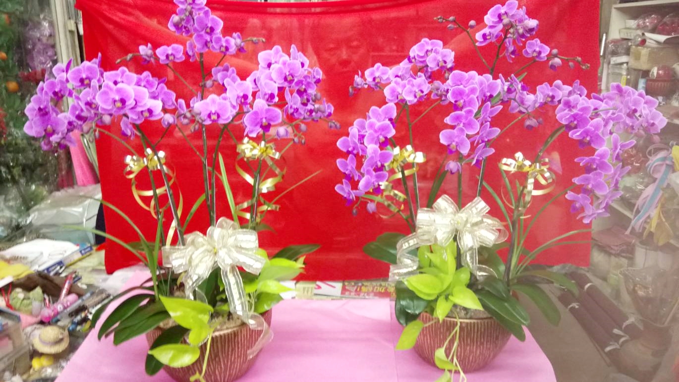 蘭花送禮盆栽