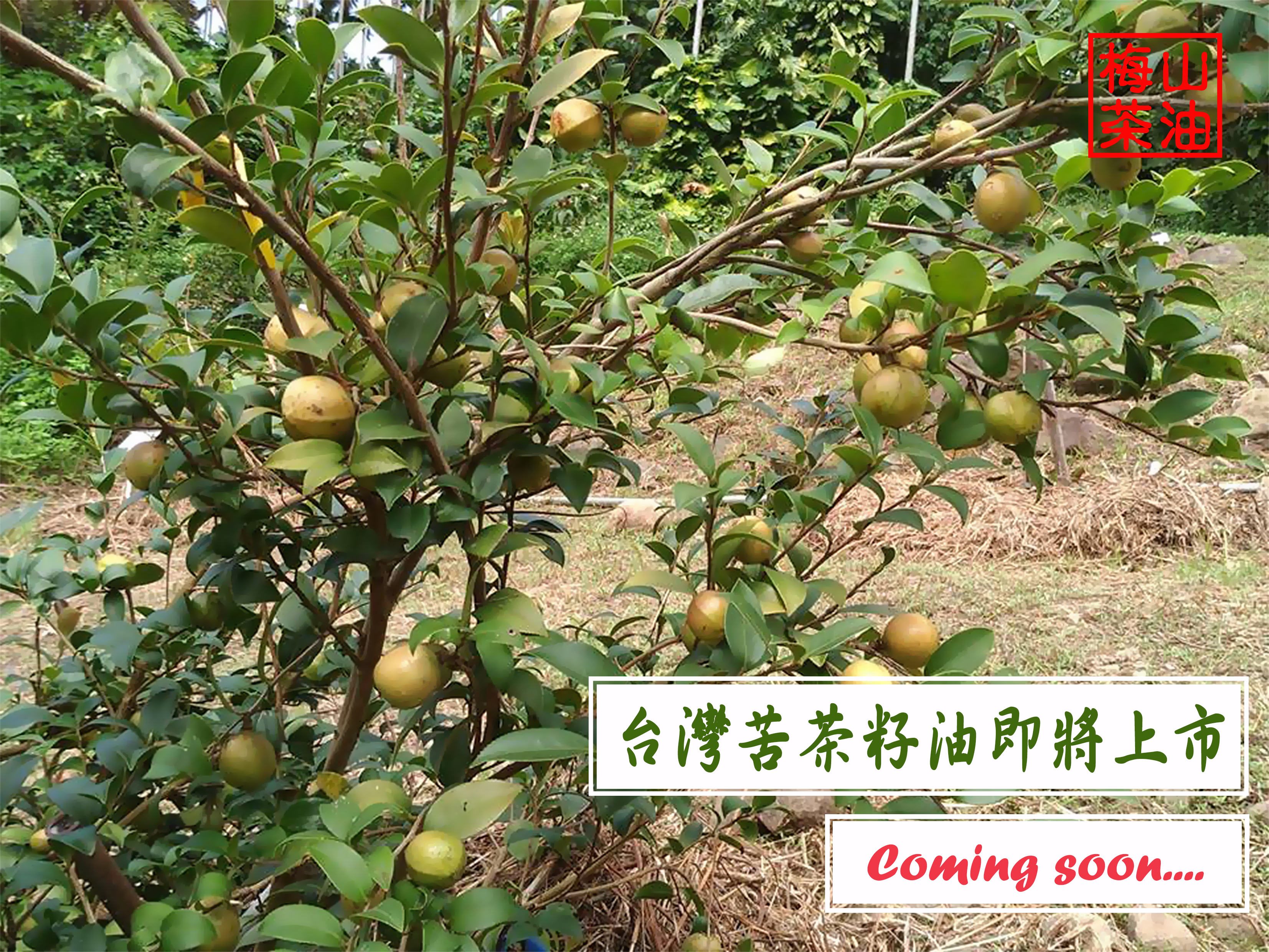 【預購】台灣產苦茶籽油