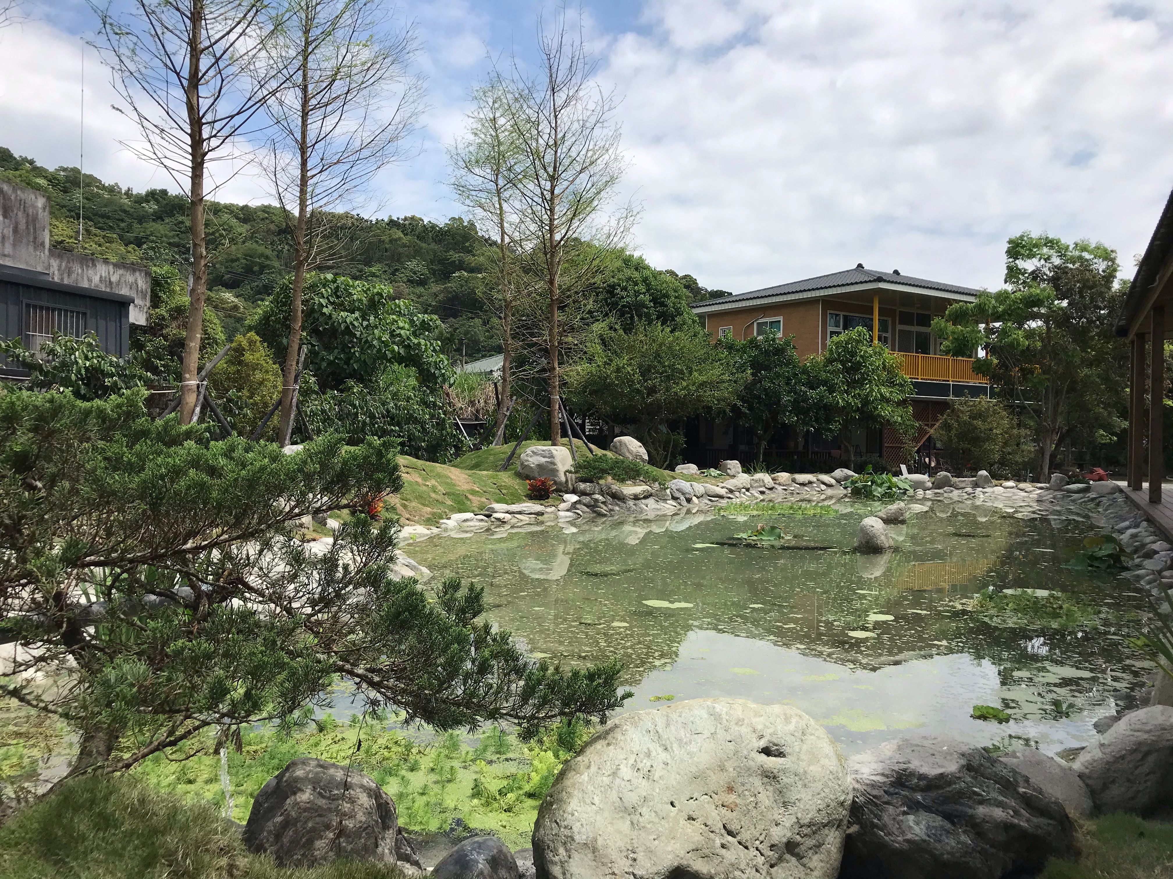 日式落羽松生態池