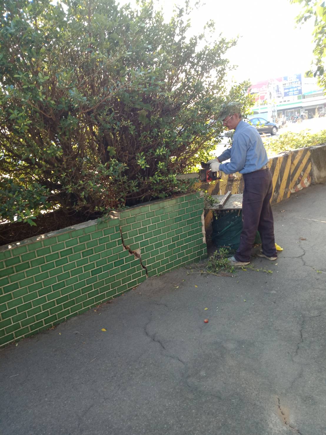 台中樹木修剪，台中鋸樹