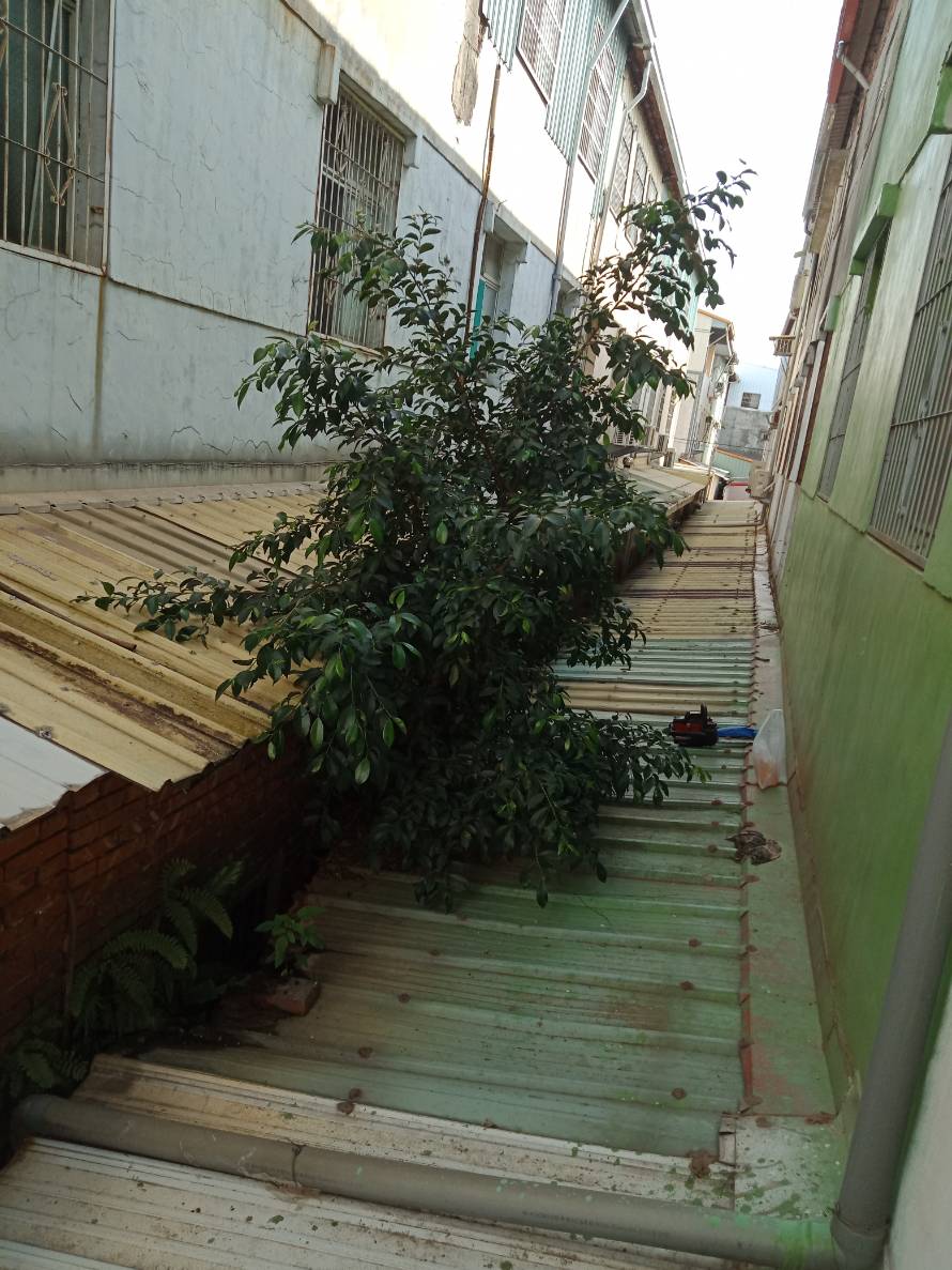 樹木修剪、鋸樹