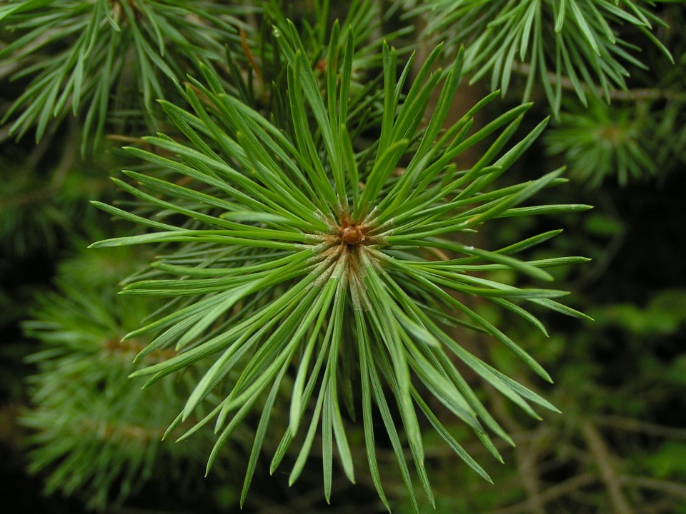 樹木修剪-松柏修剪