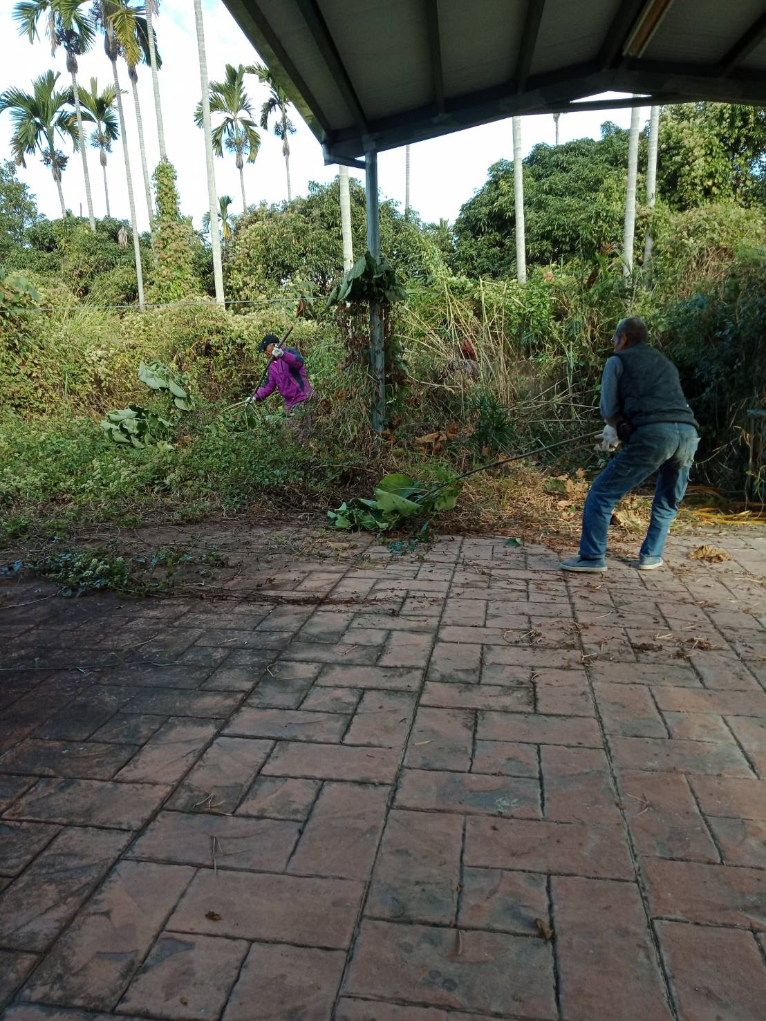 彰化樹木修剪,彰化鋸樹