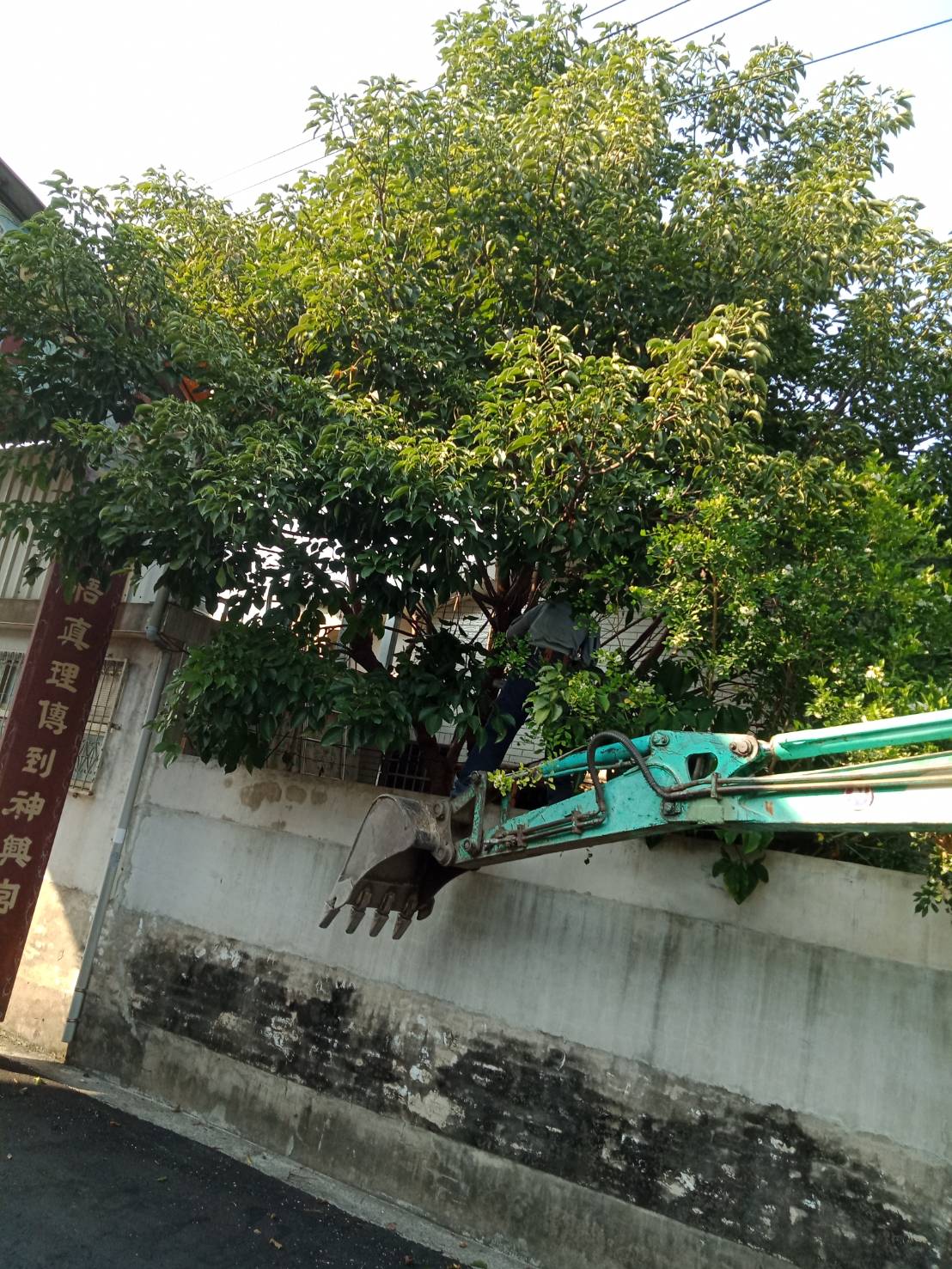 南投樹木修剪,南投鋸樹