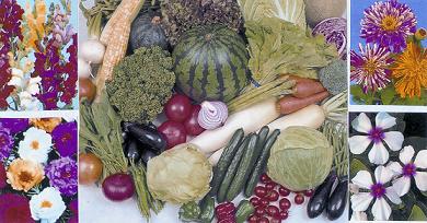 富農種苗貿易有限公司