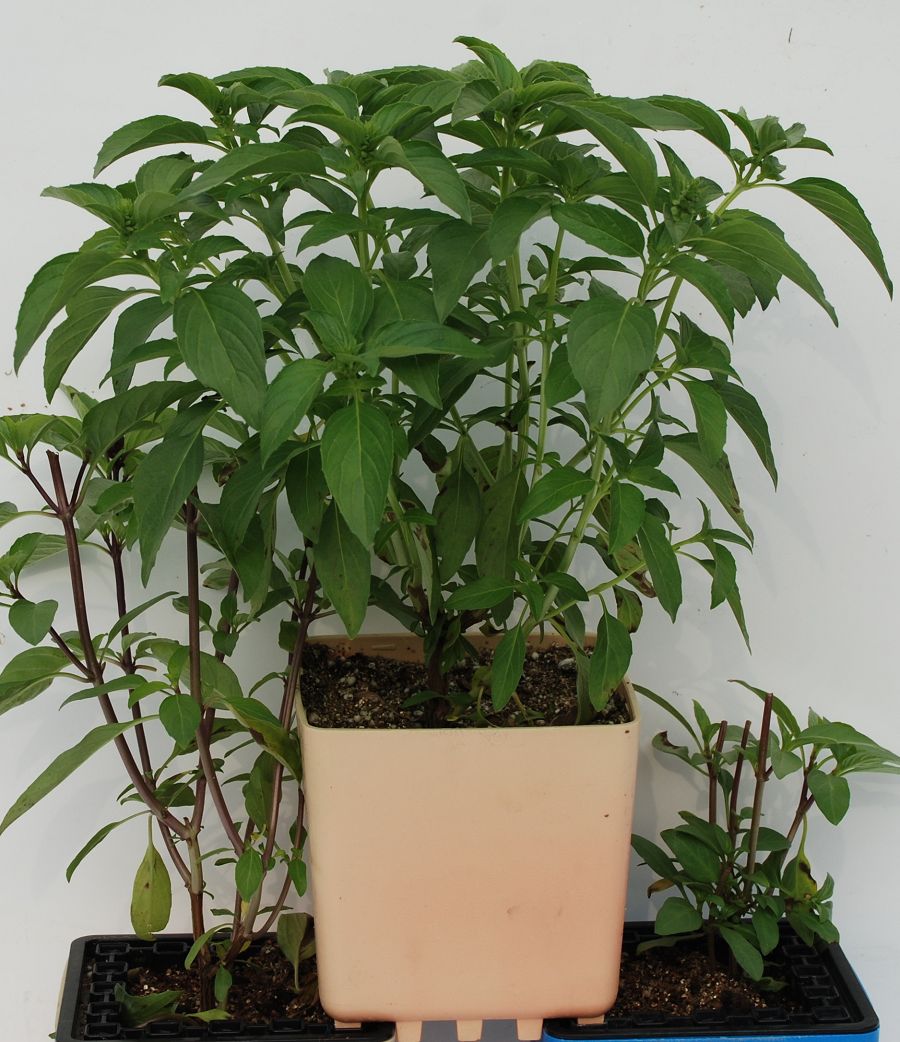 iPlant小農場-九層塔