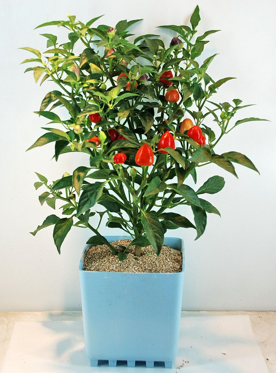 iPlant小農場-五彩辣椒