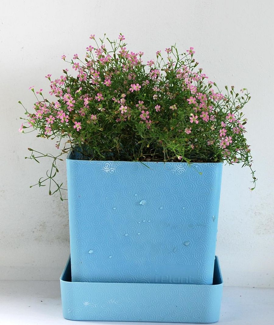 iPlant小農場-滿天星