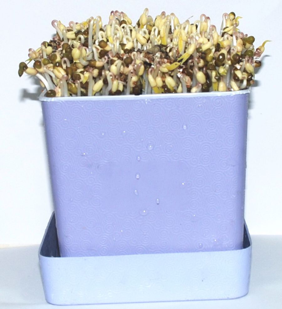 iPlant小農場-豆芽菜