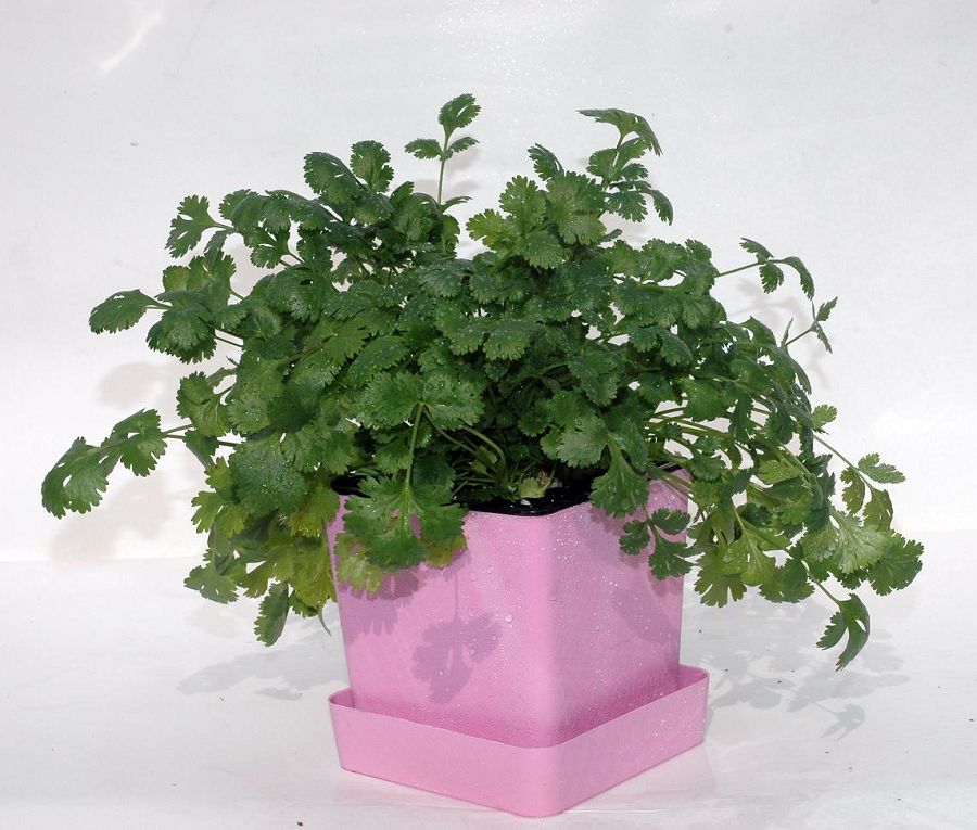 iPlant小農場-香菜