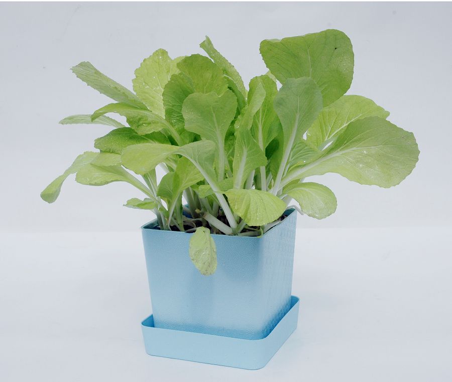 iPlant小農場-小白菜