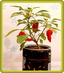 天下第一辣-鬼椒