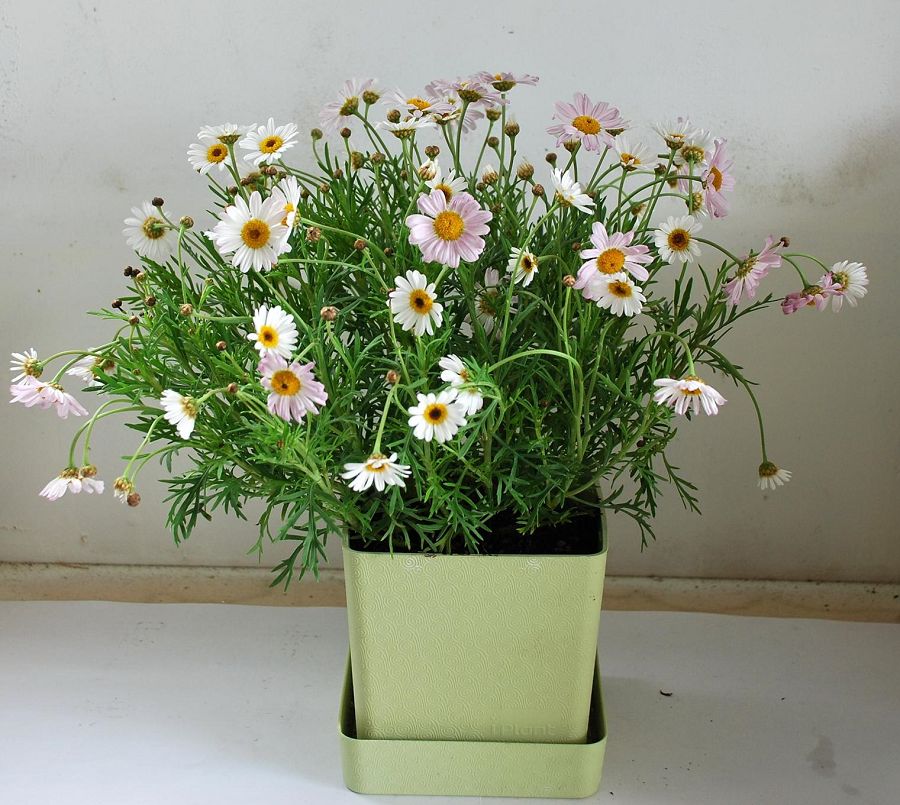 iPlant小農場-小品菊