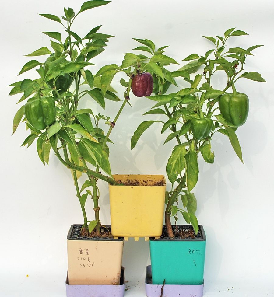 iPlant小農場-彩色甜椒