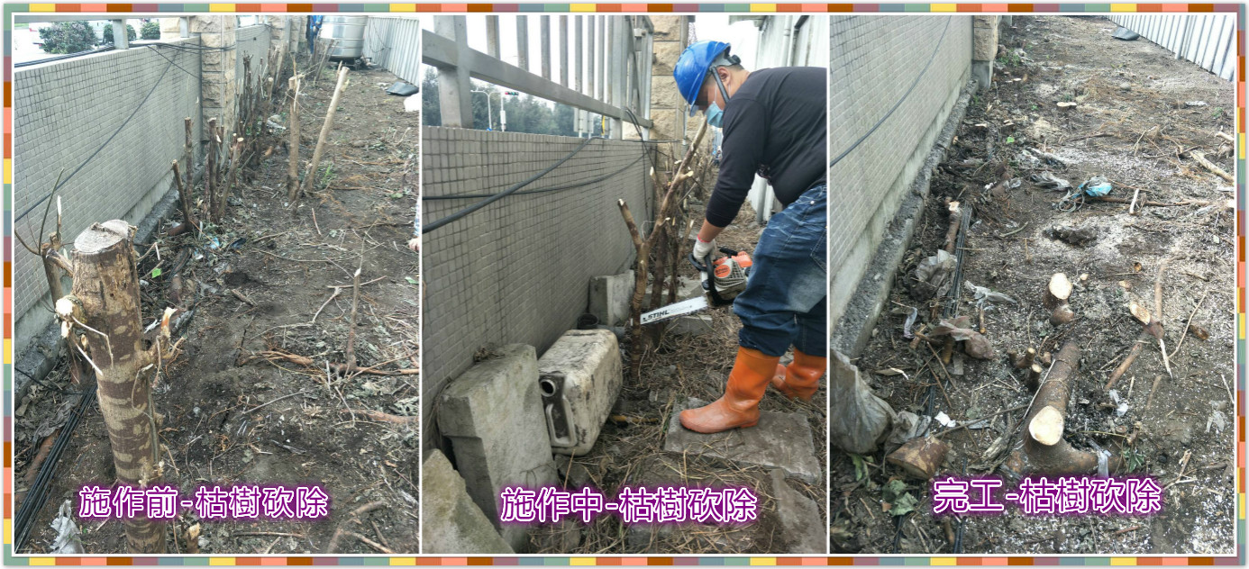 枯樹砍除(自備工具)