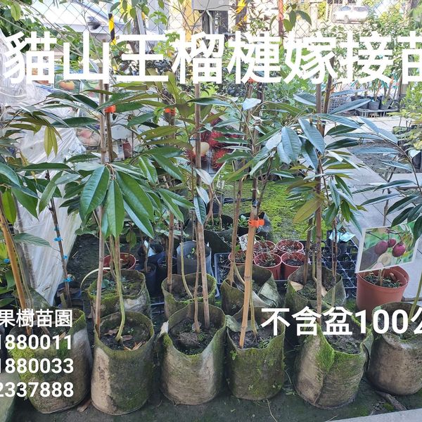 貓山王榴槤苗