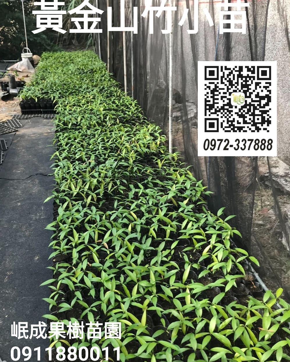 黃金山竹阿恰恰苗