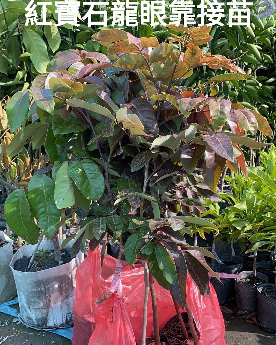 紅寶石龍眼苗/泰國越南紅皮龍眼苗